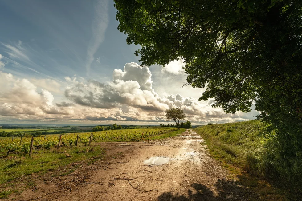 Humbligny, les vignes