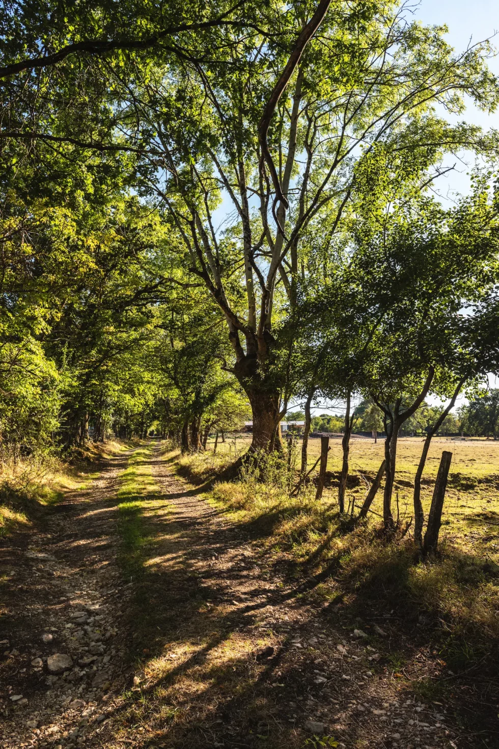 Neuilly-en-Sancerre, Champ de Morue