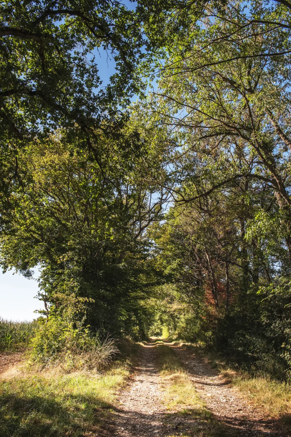 Neuilly-en-Sancerre, les chemins