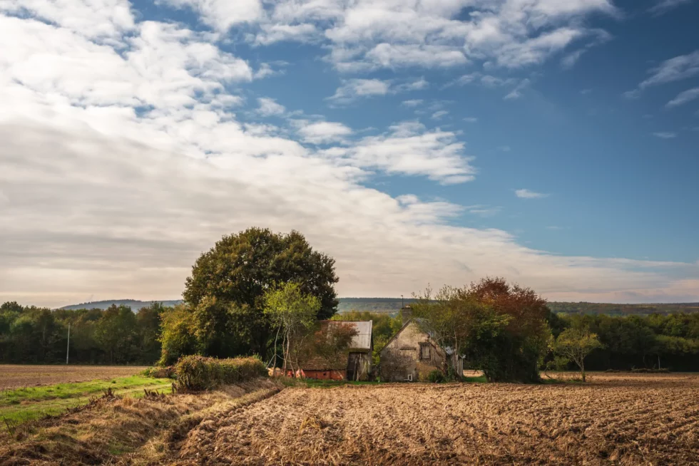 Neuilly-en-Sancerre, Morue
