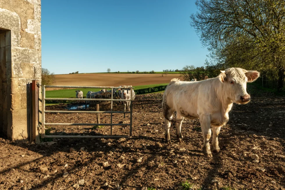 Neuvy-Deux-Clochers, la Petite Aiguïe